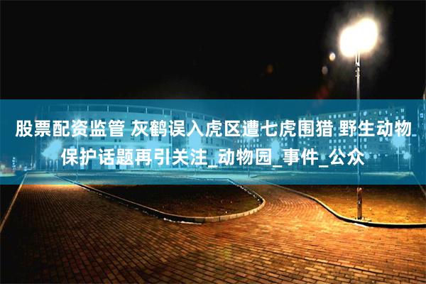 股票配资监管 灰鹤误入虎区遭七虎围猎 野生动物保护话题再引关注_动物园_事件_公众