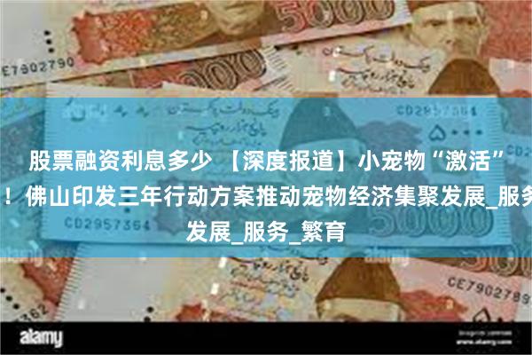 股票融资利息多少 【深度报道】小宠物“激活”大市场！佛山印发三年行动方案推动宠物经济集聚发展_服务_繁育